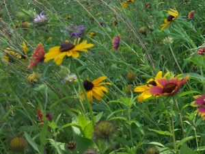 Miscellaneous wildflower photo